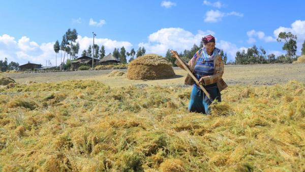 Female farmer drying lentils in Ethiopia. Photo Credit: Dagnachew Welde Giorgis