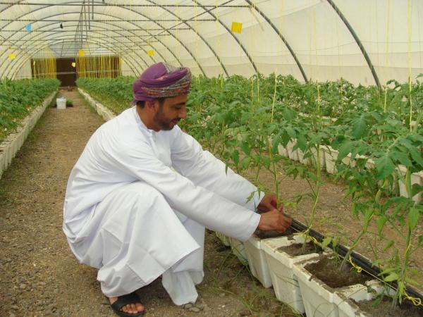 Protected agriculture – production in marginal areas.