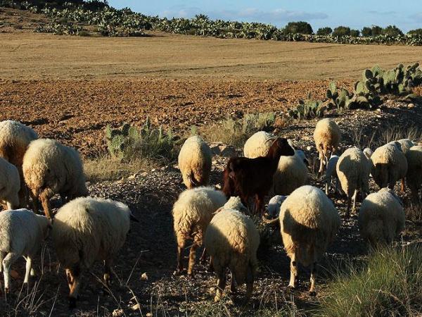 In Tunisia, cactus provides a cheap, widely-available and sustainable source of fodder