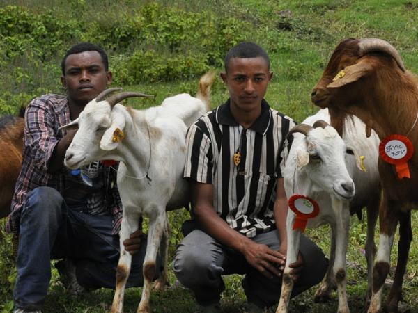 The Ethiopian government has adopted ICARDA’s community-based livestock breeding strategy to boost smallholder productivity.