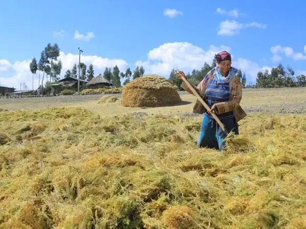 Female farmer drying lentils in Ethiopia. Photo Credit: Dagnachew Welde Giorgis