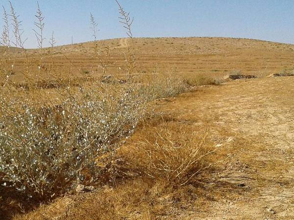 The Vallerani system breaks up crusted soil layers to create micro-catchments that support shrubs