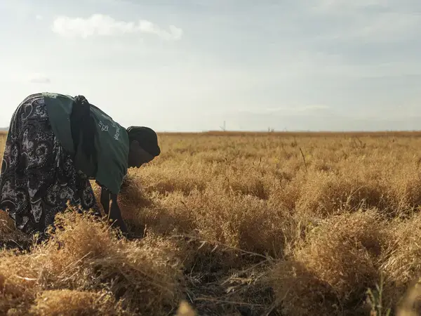 Agricultural growth and sex-disaggregated employment in Africa: Future perspectives under different investment scenarios