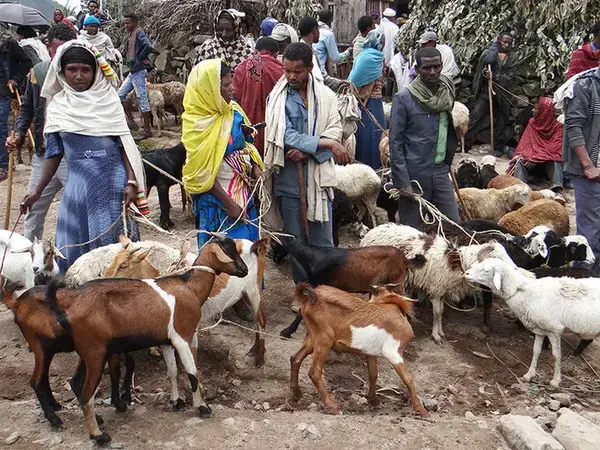 Livestock Market Ethiopia