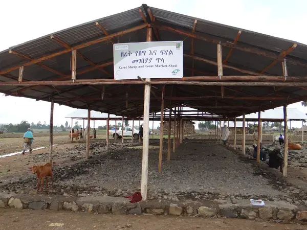 Market livestock sheds in Ethiopia increase farmers' income and attendance.