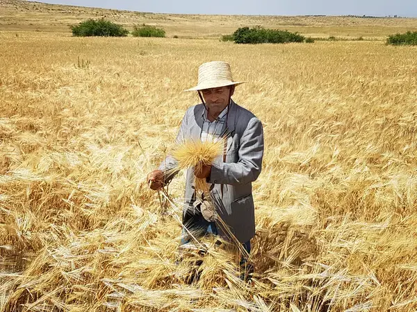 A Tunisian farmer in his barley field