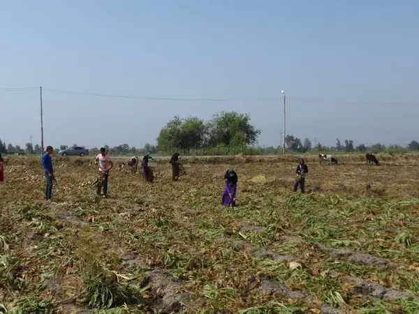 Farmers in field