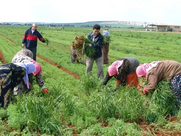 Women are carrying out more labor on farms.