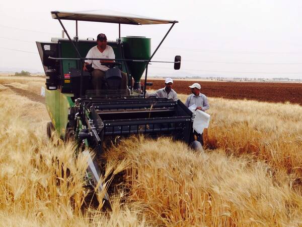 Heat tolerant wheat varieties