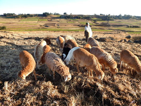 Community Based Sheep Breeding