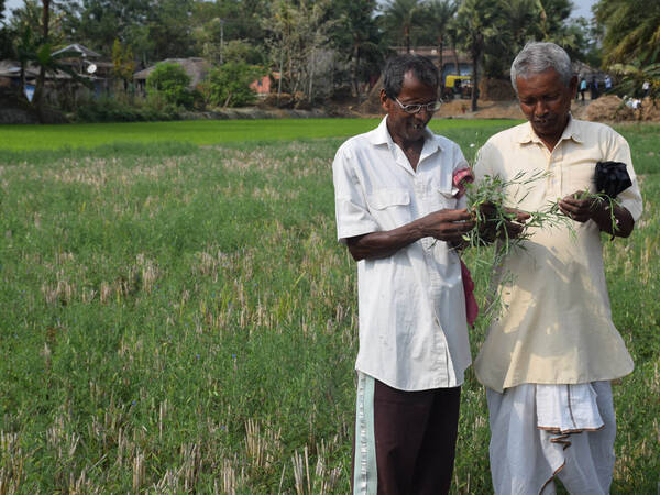 early-maturing legume varieties