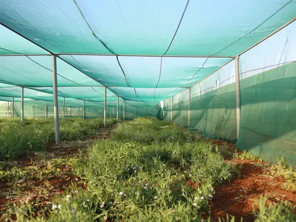 Greenhouse desert agriculture IDFS