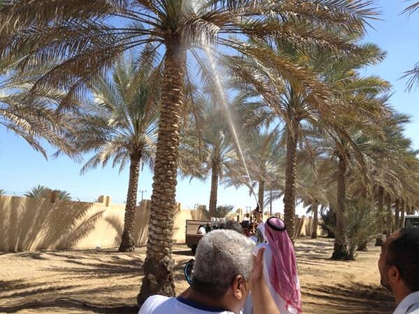 Development of sustainable production systems for the date palm in Gulf Cooperation Council Countries