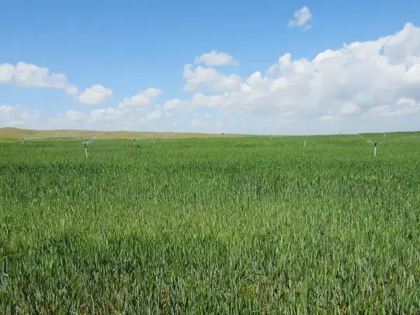 Supplemental irrigation being applied to durum wheat fields in Kurdistan region of Iraq