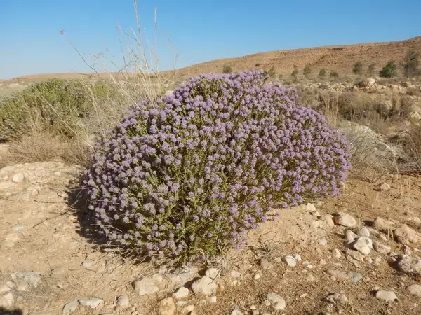 Thymbra capitata (L.) Cav or Thyme in Tunisian rangelands