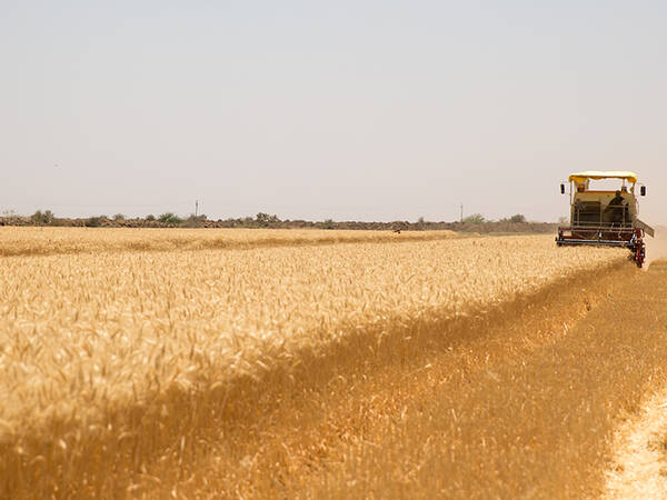 Bread Wheat harvesting