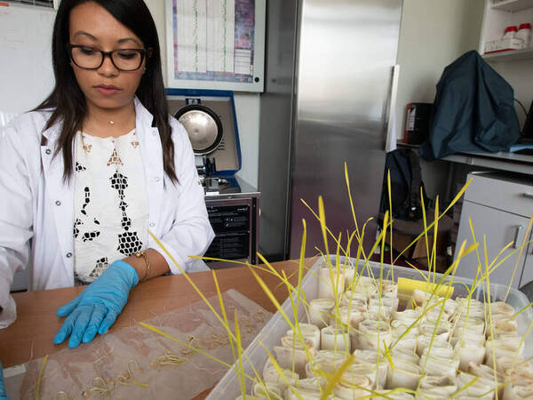 The ICARDA gene bank contains samples of cereals, legumes, forage and rangeland species.