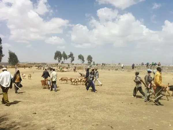 IFPRI-ICARDA Policy Brief