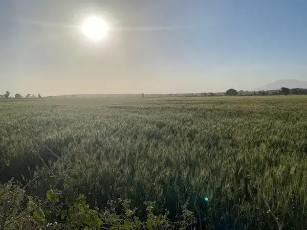 Wheat field in Ethiopia