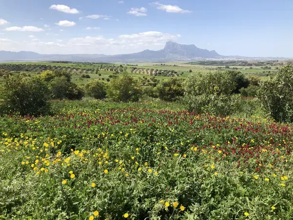 A restored silvopasture site in semi-arid of Tunisia where two-layered dense vegetation is covering the soil surface. 