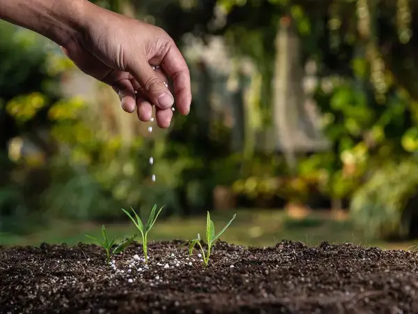 Fertilizer application provides crops with necessary nutrients to grow