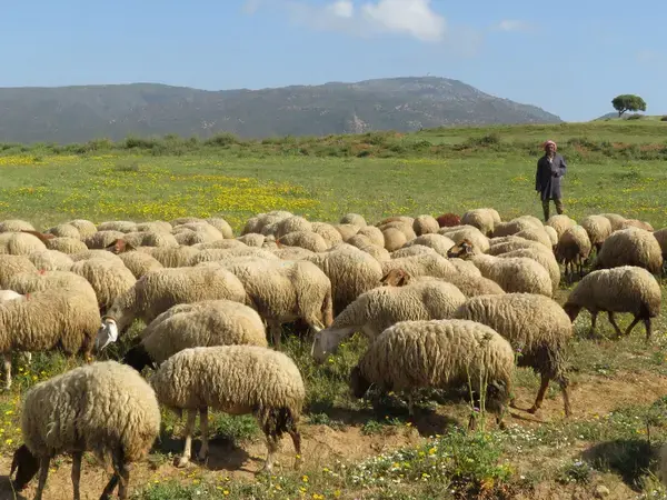 Restoring Rangelands header