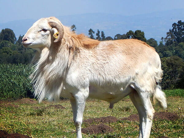 Selected Doyogena ram for use in artificial insemination