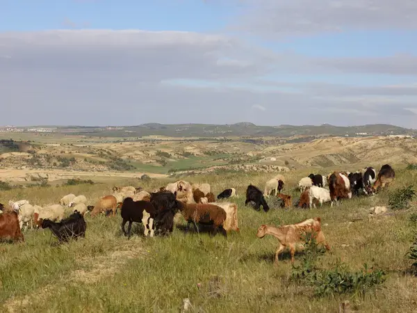 World Day to Combat Desertification and Drought 2024