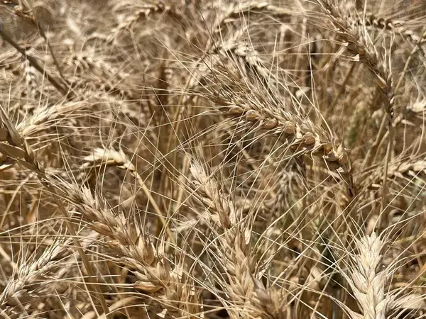Wheat