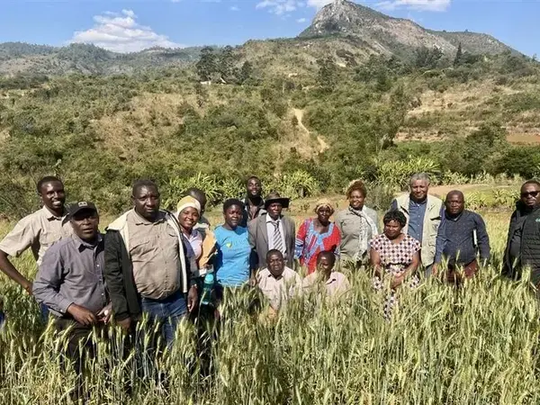 Summer Wheat in Zimbabwe