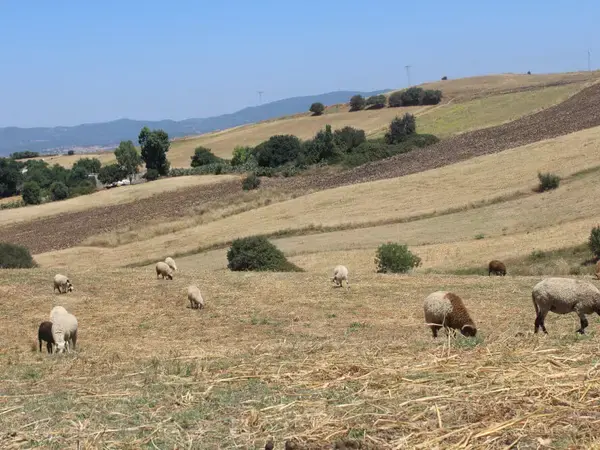 Sheep grazing stubble in the site of Fernana – Northwestern Tunisia (Photo credit: Zied Idoudi/ICARDA) 