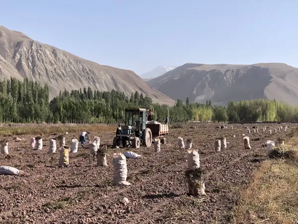 A field of freshly harvested potatoes in Tajikistan.