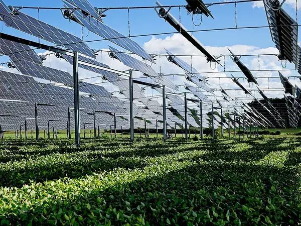 Solar Panels installed over crops