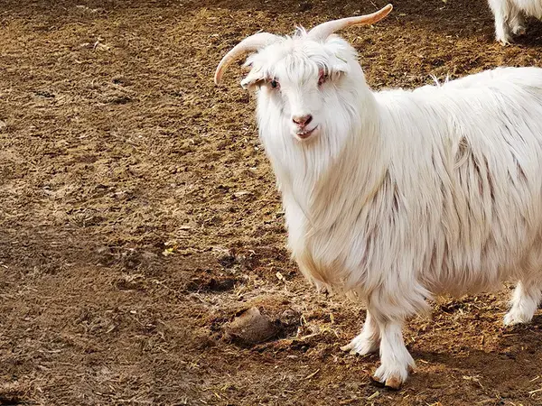 International Day for Biological Diversity