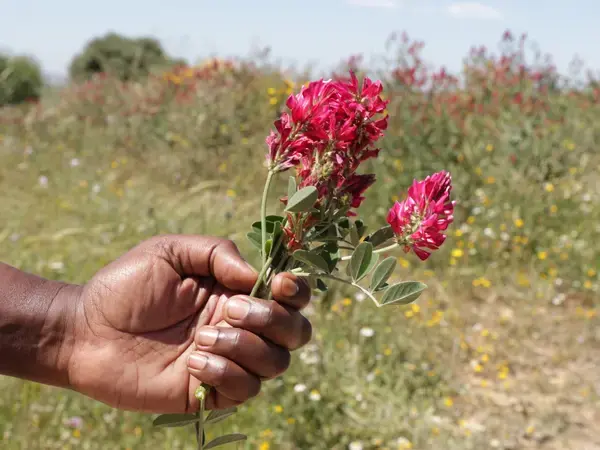 Sulla (Hedysarum coronarium L.), a native forage legume.
