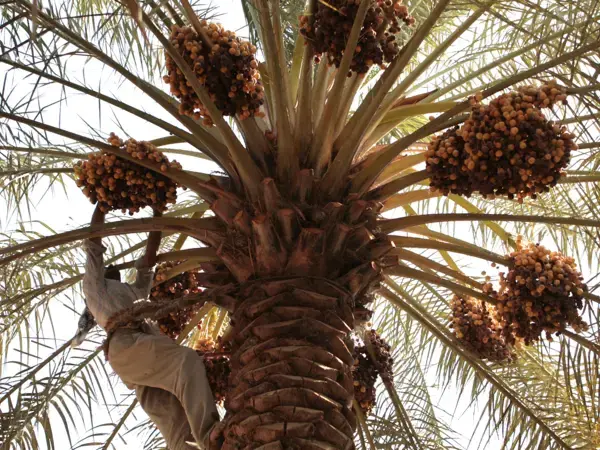 International Day of Plant Health 2025