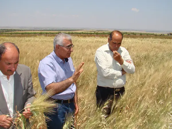Scientists working with farmers on improved wheat varieties and managing the crop