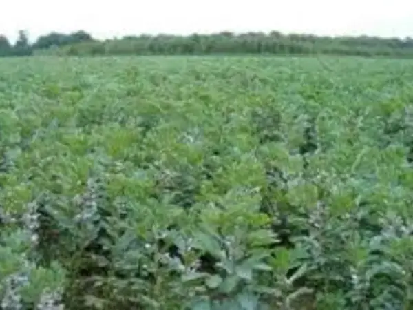 Greece encompasses the primary and secondary centers of diversity for several crops of global significance, including faba bean.