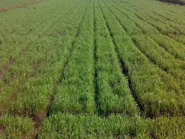 Raised bed planting involves planting crops on ridges and applying irrigation water to the bottom of furrows.