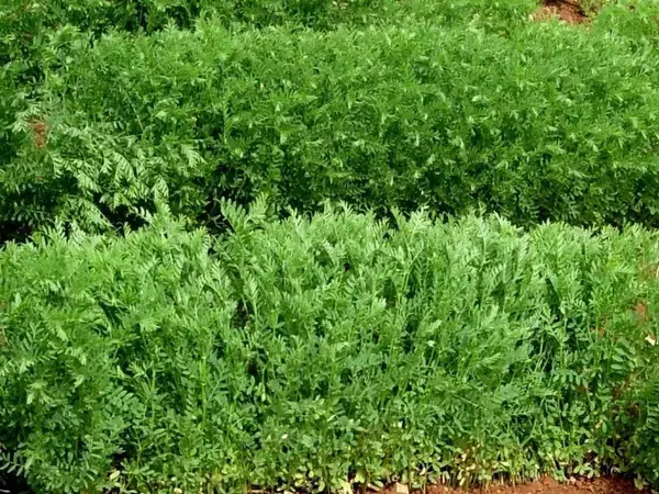 Idlib 5, the new high yielding lentil variety released in Syria.