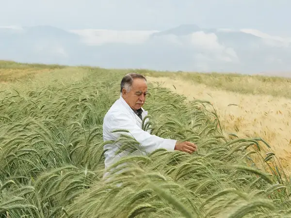 Improved crop varieties offer a vital defense against climate change