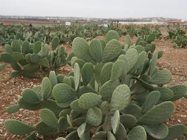 Photo Credit: Mounir Louhaichi