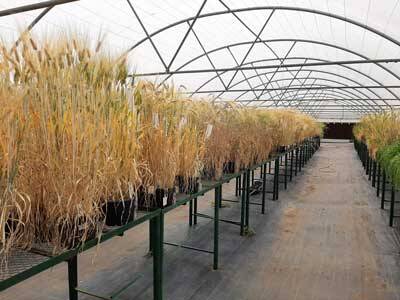 Breeding Wheat