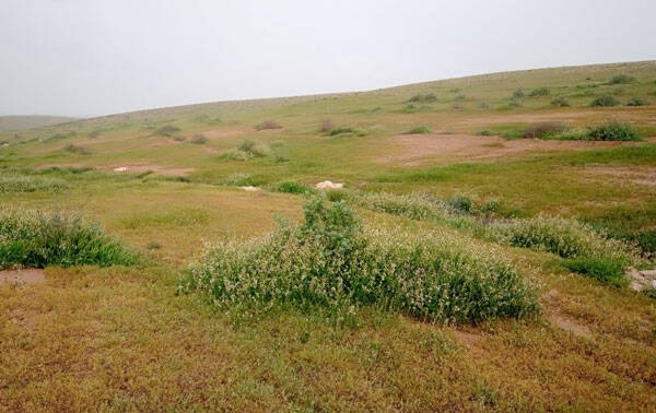 Rangeland post-rehabilitation