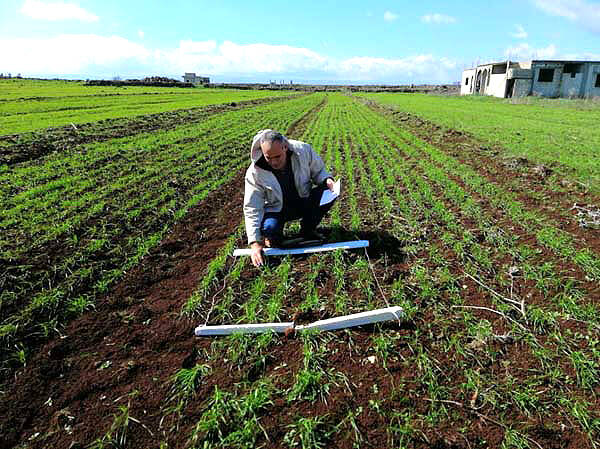 Field sample collection after germination to estimate no. of plants per square unit area in seed multiplication project