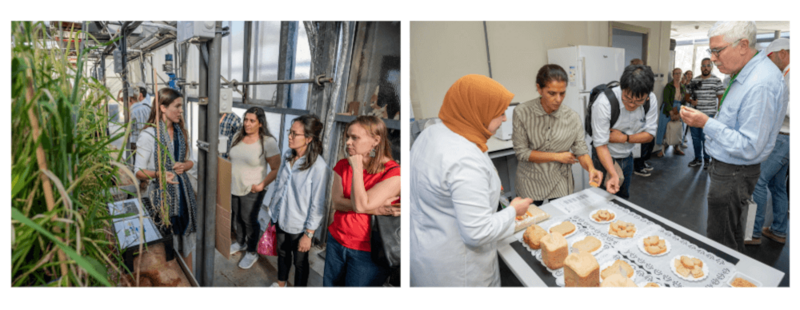 ICARDA's milling, malting, and baking lab ICARDA's milling, malting, and baking lab
