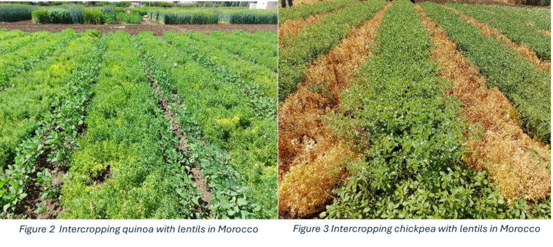 Smart Relay Intercropping in Morocco
