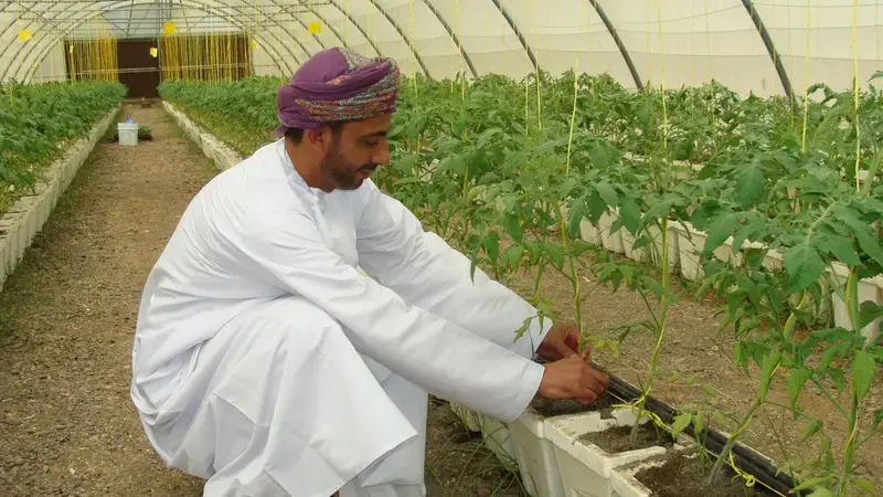 Across the Arabian Peninsula ICARDA scientists are working to improve greenhouse management techniques. Protected agriculture – production in marginal areas.