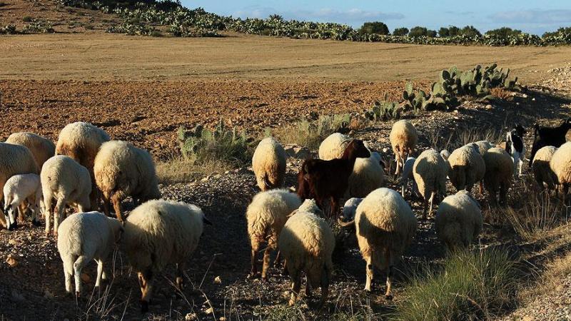 In Tunisia, cactus provides a cheap, widely-available and sustainable source of fodder