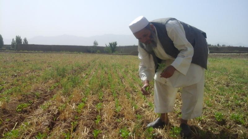 In Afghanistan, farmers have benefited from capacity strengthening opportunities, improved crop varieties, and the introduction of proven agronomic practices.